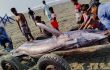 জেলের জালে ৪০০ কেজি ওজনের তলোয়ার মাছ