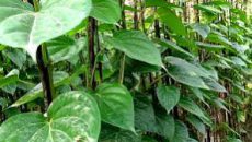 জিআই পণ্যের স্বীকৃতি পেল রাজশাহীর মিষ্টি পান