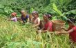 জুমচাষেই সুদিন ফিরছে পাহাড়ি জনগোষ্ঠীর