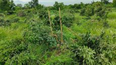 সোনারগাঁয়ে শতাধিক ফলদ গাছ কেটে ফেলার অভিযোগ দুর্বৃত্তদের বিরুদ্ধে