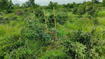 সোনারগাঁয়ে শতাধিক ফলদ গাছ কেটে ফেলার অভিযোগ দুর্বৃত্তদের বিরুদ্ধে