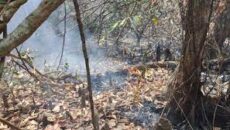 বৃষ্টিতে নিভেছে সুন্দরবনের আগুন,চলছে অনুসন্ধান