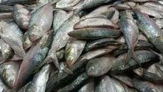 চারদিনে এক ট্রলারে ৩৫ মণ ইলিশ