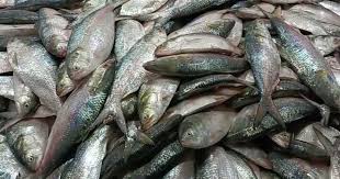 চারদিনে এক ট্রলারে ৩৫ মণ ইলিশ