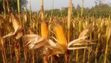 খানসামায় লক্ষ্যমাত্রা ছাড়িয়েছে ভুট্টা চাষ
