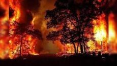 ভারতের উত্তরাখণ্ডের দাবানলের আগুনে নিহত ৫