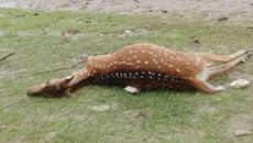 ঘূর্ণিঝড় ‘রেমালে’ সুন্দরবনে হরিণসহ ৫৬টি মৃত প্রাণী উদ্ধার