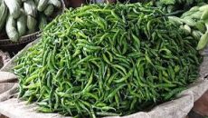 বেড়েছে কাঁচা মরিচের দাম, সবজির বাজারেও স্বস্তি নেই