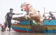 কোরবানির পশুর দাম আকাশছোঁয়া