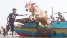 কোরবানির পশুর দাম আকাশছোঁয়া