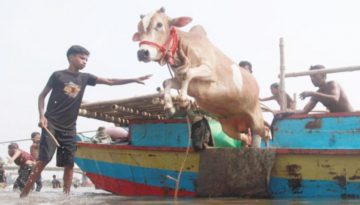 কোরবানির পশুর দাম আকাশছোঁয়া