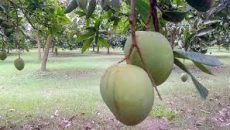 এবার জার্মানিতে রপ্তানি হলো রংপুরের সুস্বাদু হাঁড়িভাঙা আম