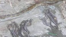 মাদারীপুরে ৩৪ বাচ্চাসহ রাসেলস ভাইপার পিটিয়ে হত্যা