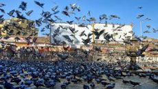 জার্মানির শহরে কবুতর নিধনে গণভোট