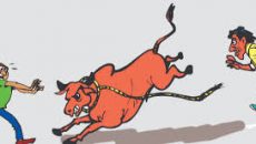 কক্সবাজারে জবাইয়ের সময় গরুর লাথিতে যুবকের মৃত্যু