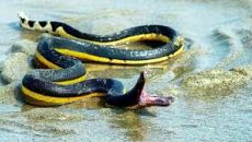 কুয়াকাটা সৈকতে দেখা মিলল বিষধর ‘ইয়েলো-বেলিড সি স্নেক’