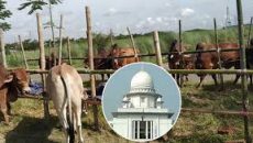 আফতাবনগরে গরুর হাট হাট বসানো যাবে না: হাইকোর্ট