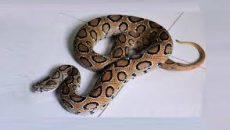 মানিকগঞ্জে লোকালয়ে ঢুকছে রাসেল ভাইপার, এলাকায় আতঙ্ক