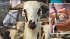 প্লাস্টিকের দাঁত লাগিয়ে কোরবানির ছাগল বিক্রি, বিক্রেতা আটক