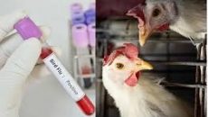 ভারতে ফের শিশুর দেহে বার্ড ফ্লু শনাক্ত