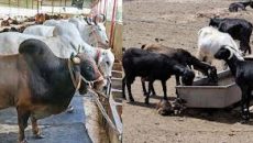 দেশে গরু-ছাগলের অভাব নেই: প্রাণিসম্পদ মন্ত্রী