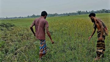 উল্লাপাড়ায় শত্রুতার জেরে কৃষকের ফসল কেটে বিনষ্ট থানায় অভিযোগ দায়ের