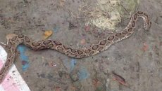 লালমনিরহাটে দেখা মিললো রাসেল ভাইপার