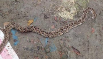 লালমনিরহাটে দেখা মিললো রাসেল ভাইপার