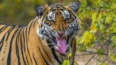 আজ বিশ্ব বাঘ দিবস