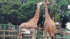 আট দিন পর খুলল জাতীয় চিড়িয়াখানা