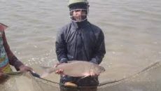 মাছচাষে খামারিদের প্রযুক্তি ব্যবহার করে উৎপাদনশীলতা বাড়াতে হবে: মৎস্য মন্ত্রী