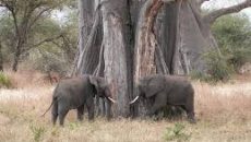 নামিবিয়ায় তীব্র খাদ্য সংকট: জনগণকে বন্য প্রাণীর মাংস দিচ্ছে মন্ত্রণালয়