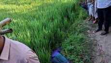 লালমনিরহাটে ধান ক্ষেতে মিলল মৎস্য চাষীর মরদেহ