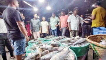 চাঁদপুর বড় স্টেশন মাছঘাটে বেড়েছে ইলিশের সরবরাহ