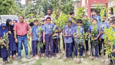 শরণখোলায় চারা বিতরণ