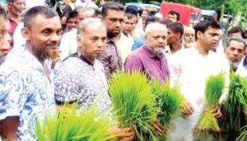 রায়পুরে কৃষকদের ধানের চারা বিতরণ
