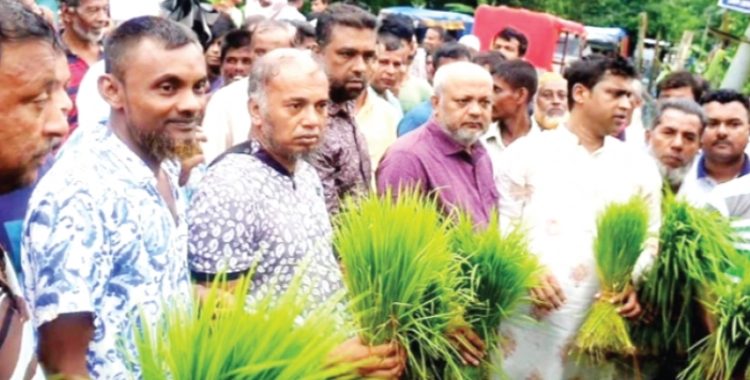 রায়পুরে কৃষকদের ধানের চারা বিতরণ