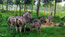 গাজীপুরে সাফারী পার্কে জেব্রা পরিবারে দুই শাবকের জন্ম