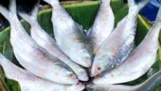 ইলিশের দর দেশে ১৬৫০ টাকা, ভারতে রপ্তানি ১১৮০ টাকায়