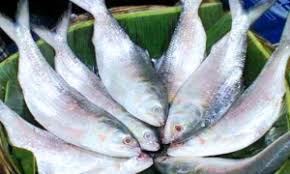 ইলিশের দর দেশে ১৬৫০ টাকা, ভারতে রপ্তানি ১১৮০ টাকায়