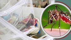 গত ২৪ ঘণ্টায় ডেঙ্গুতে আরও ৩ জনের প্রাণহানি
