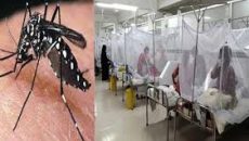 ডেঙ্গুতে ৩ সপ্তাহে ৪২ জনের মৃত্যু