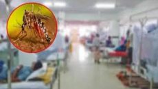 ডেঙ্গুতে আরও ৩ জনের মৃত্যু, একদিনে আক্রান্ত ৮০১ জন