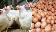 রাজধানীতে নির্ধারিত দামে মিলছে না ডিম ও মুরগি