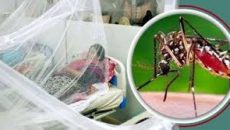 ২৪ ঘণ্টায় ডেঙ্গুতে ৩ জনের মৃত্যু, হাসপাতালে ভর্তি ৫৪৮