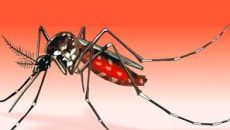 প্রতিদিনই লাফিয়ে বাড়ছে ডেঙ্গু রোগীর সংখ্যা