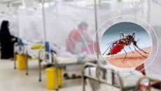 গত একদিনে ডেঙ্গুতে ৬ জনের মৃত্যু, হাসপাতালে ভর্তি ৮৬৫