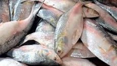 ভারতে তিন হাজার টন ইলিশ রফতানির অনুমতি