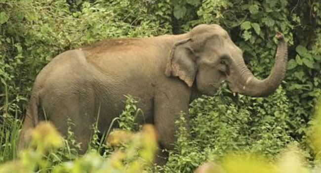 চকরিয়ায় বন্য হাতির আক্রমণে আহত ২