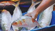 দুর্গাপূজায় ইলিশ চেয়ে ভারতের ব্যবসায়ীদের চিঠি